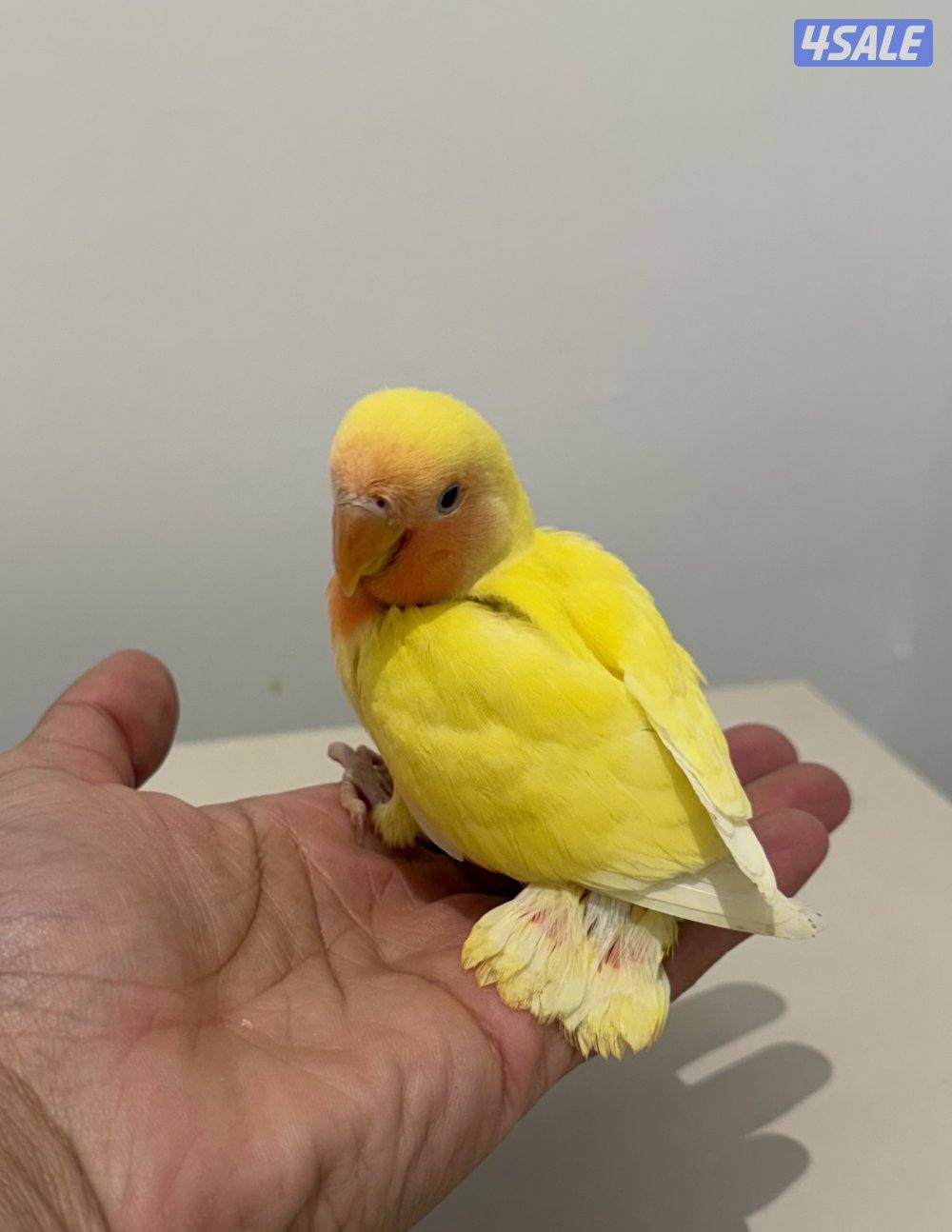 فروخ لوفبيرد نهاية عس والتوصيل مجاني🔥2