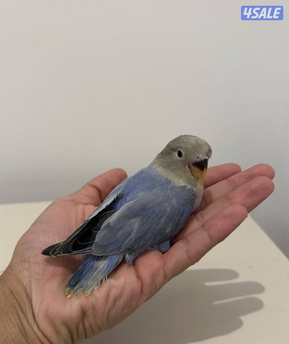 فروخ لوفبيرد نهاية عس والتوصيل مجاني🔥1