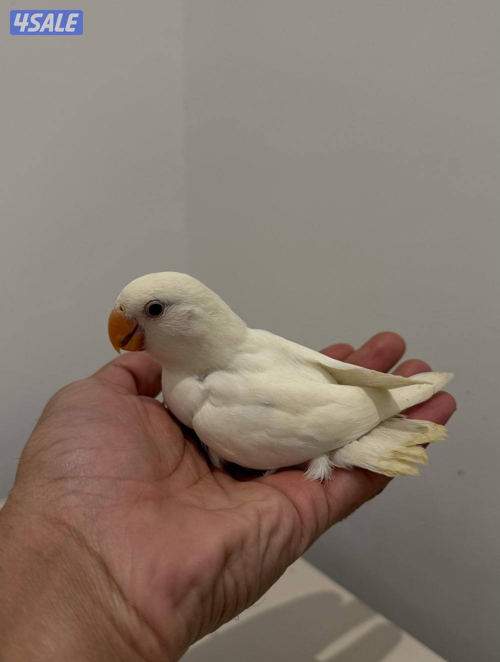 فروخ لوفبيرد نهاية عس والتوصيل مجاني🔥3