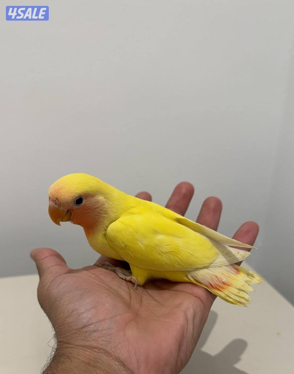 فروخ لوفبيرد نهاية عس والتوصيل مجاني🔥4