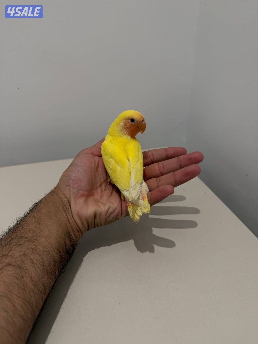 فروخ لوفبيرد نهاية عس والتوصيل مجاني🔥6