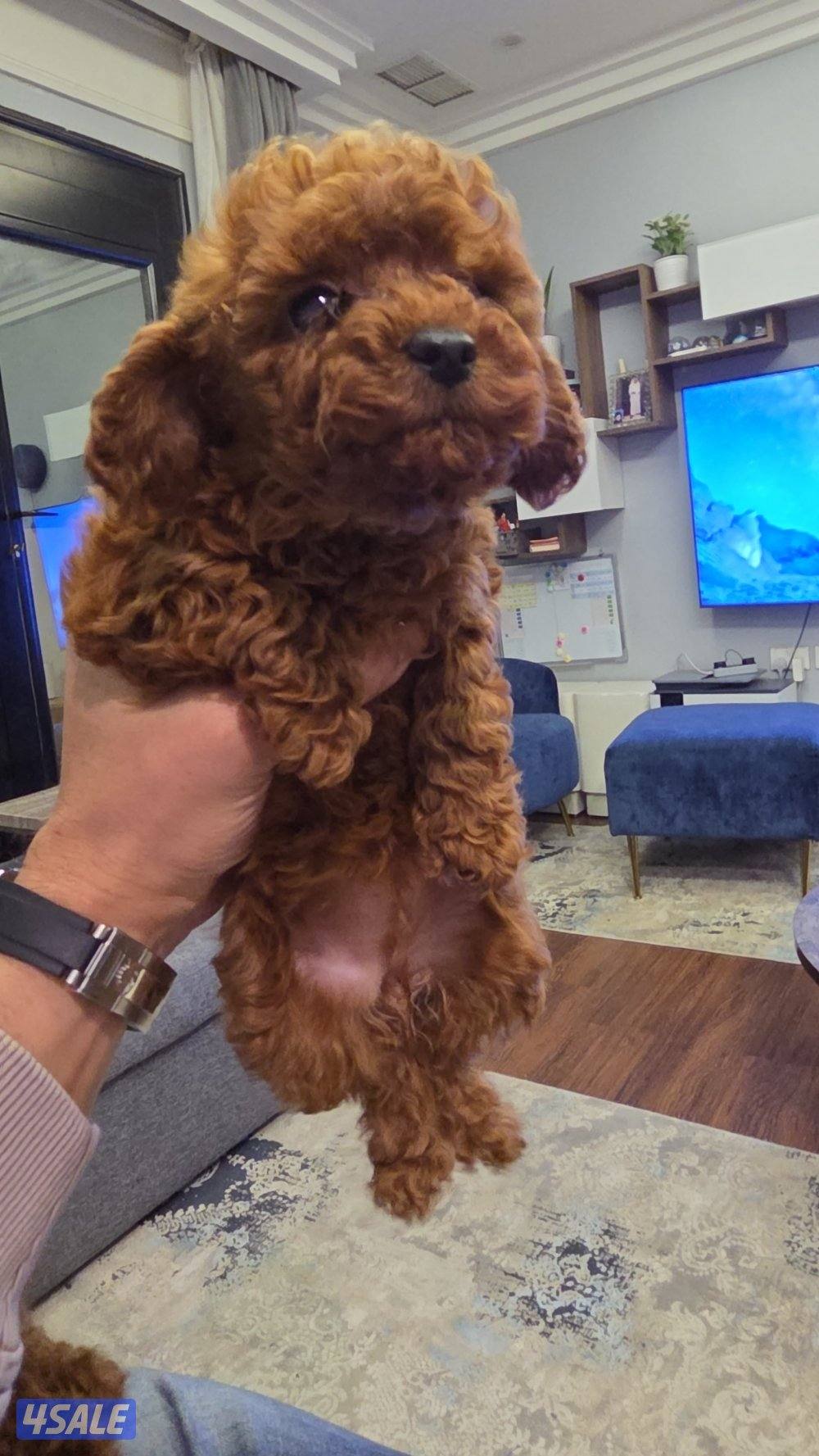 للبيع توي بودل مستوى عالي0