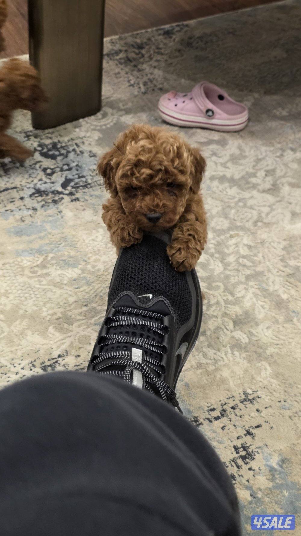 للبيع توي بودل مستوى عالي1