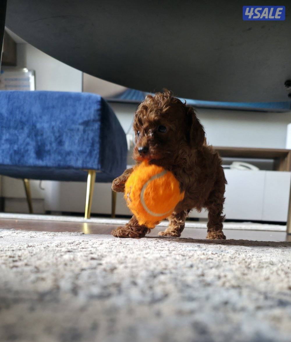 للبيع توي بودل مستوى عالي2