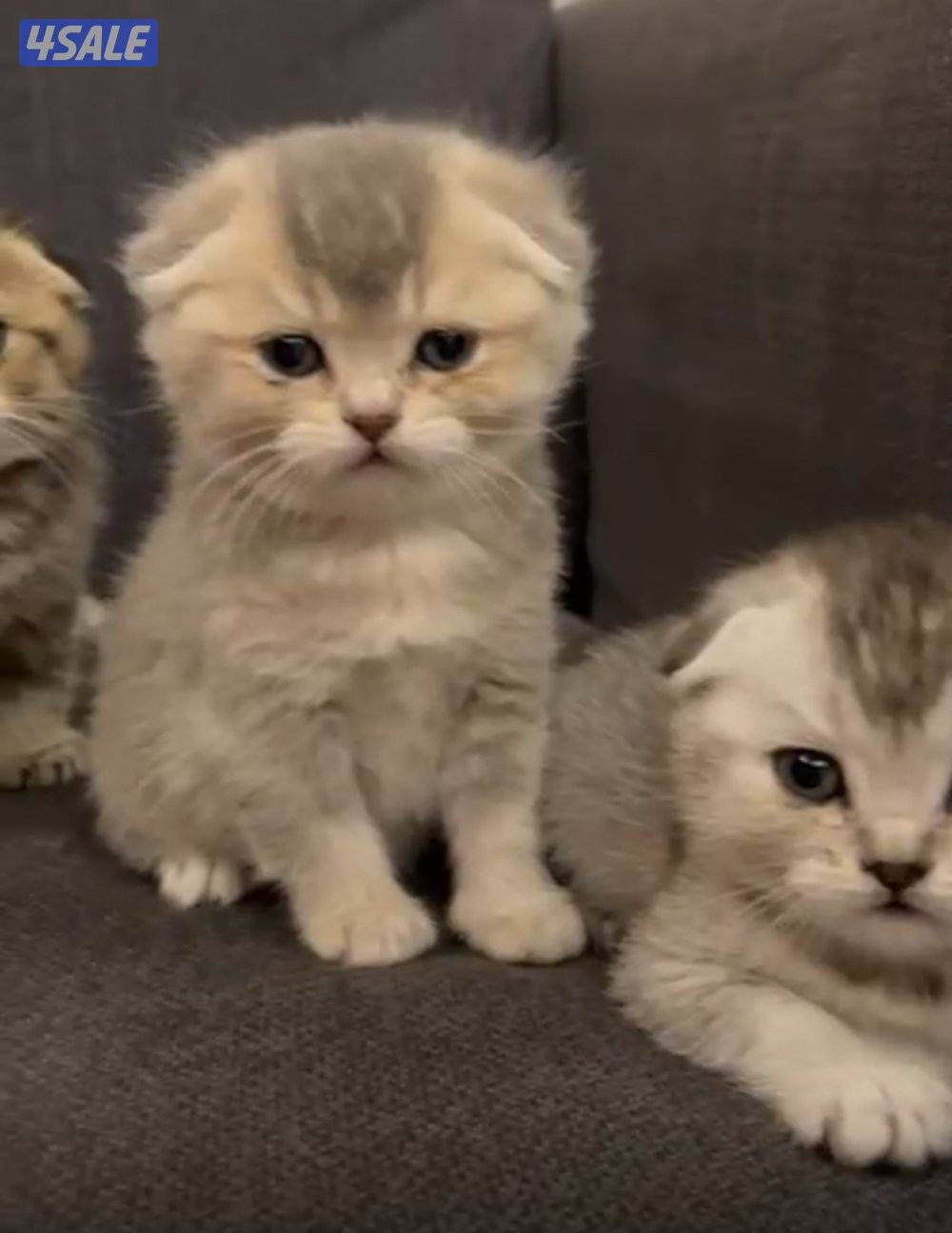 كتنز للبيع قابل للمساومة2