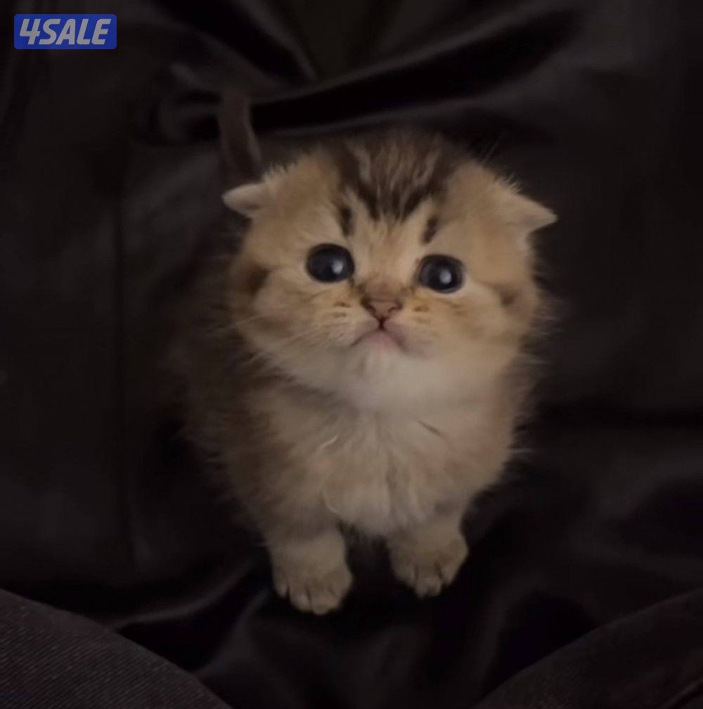 كتنز للبيع قابل للمساومة3