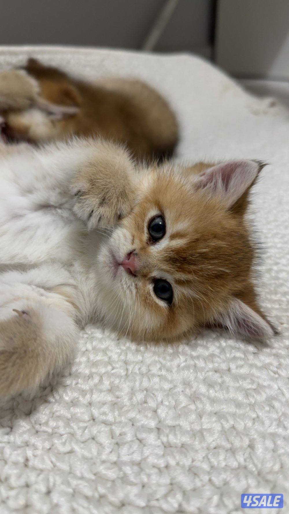 كتنز للبيع قابل للمساومة4