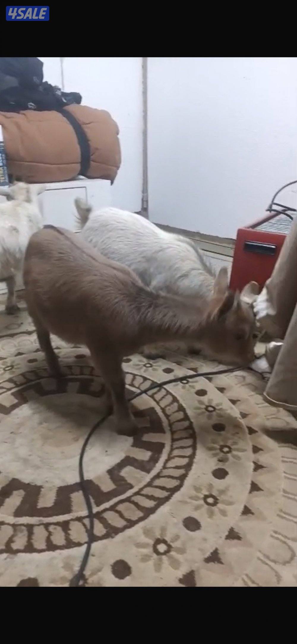 للبيع ثلاث جفار جيكيات قزام لعبوب و ياكلون و الصحه ممتازة0