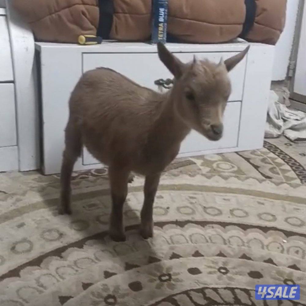 للبيع ثلاث جفار جيكيات قزام لعبوب و ياكلون و الصحه ممتازة1