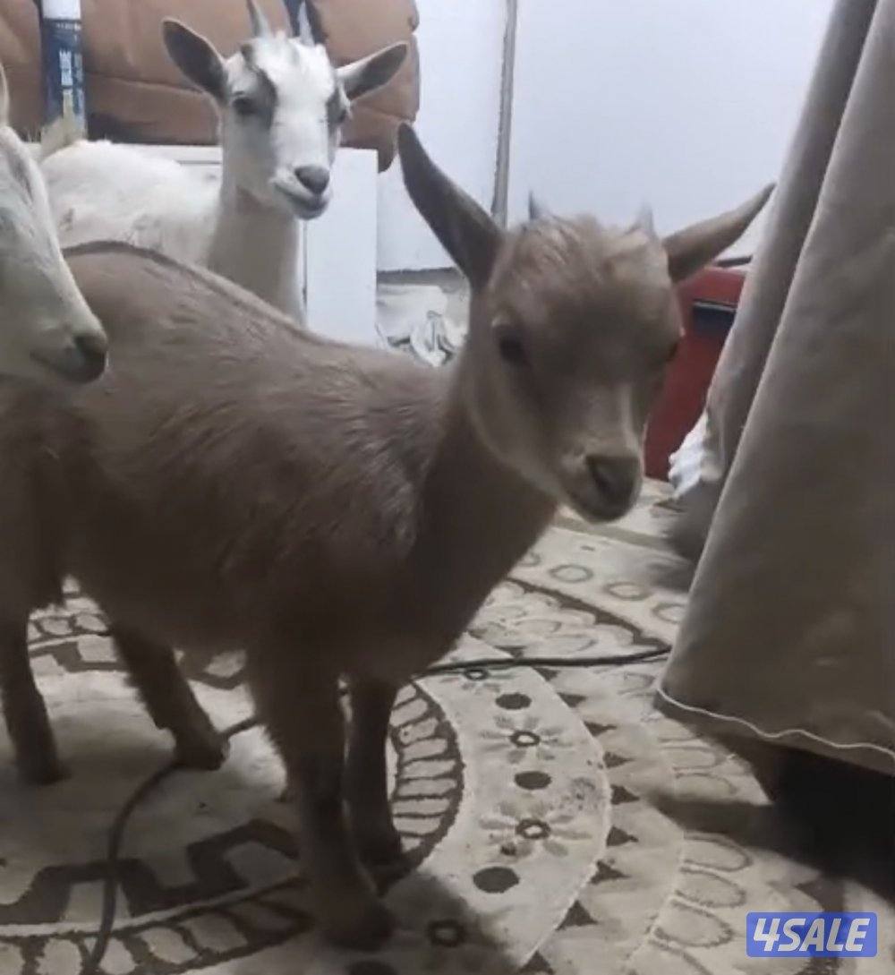 للبيع ثلاث جفار جيكيات قزام لعبوب و ياكلون و الصحه ممتازة2