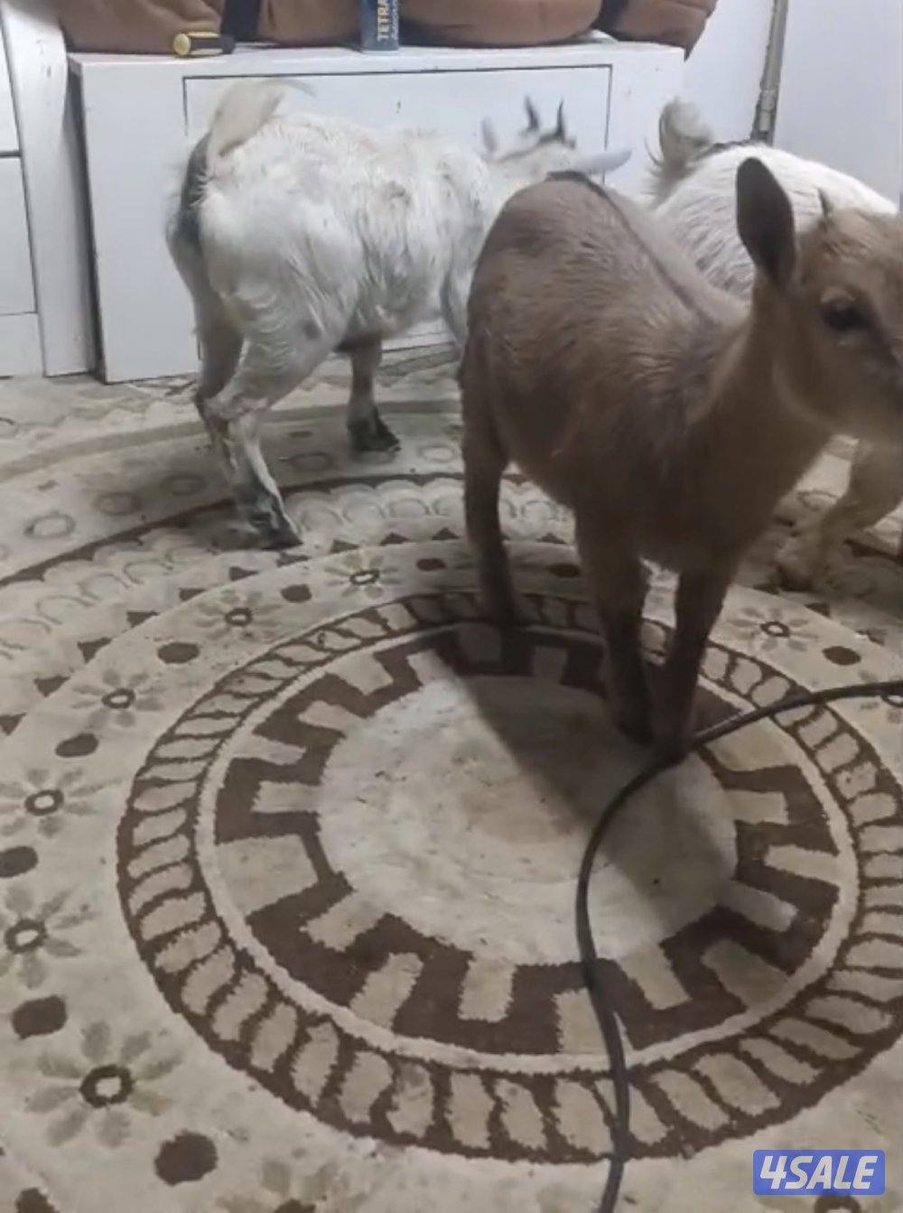 للبيع ثلاث جفار جيكيات قزام لعبوب و ياكلون و الصحه ممتازة3