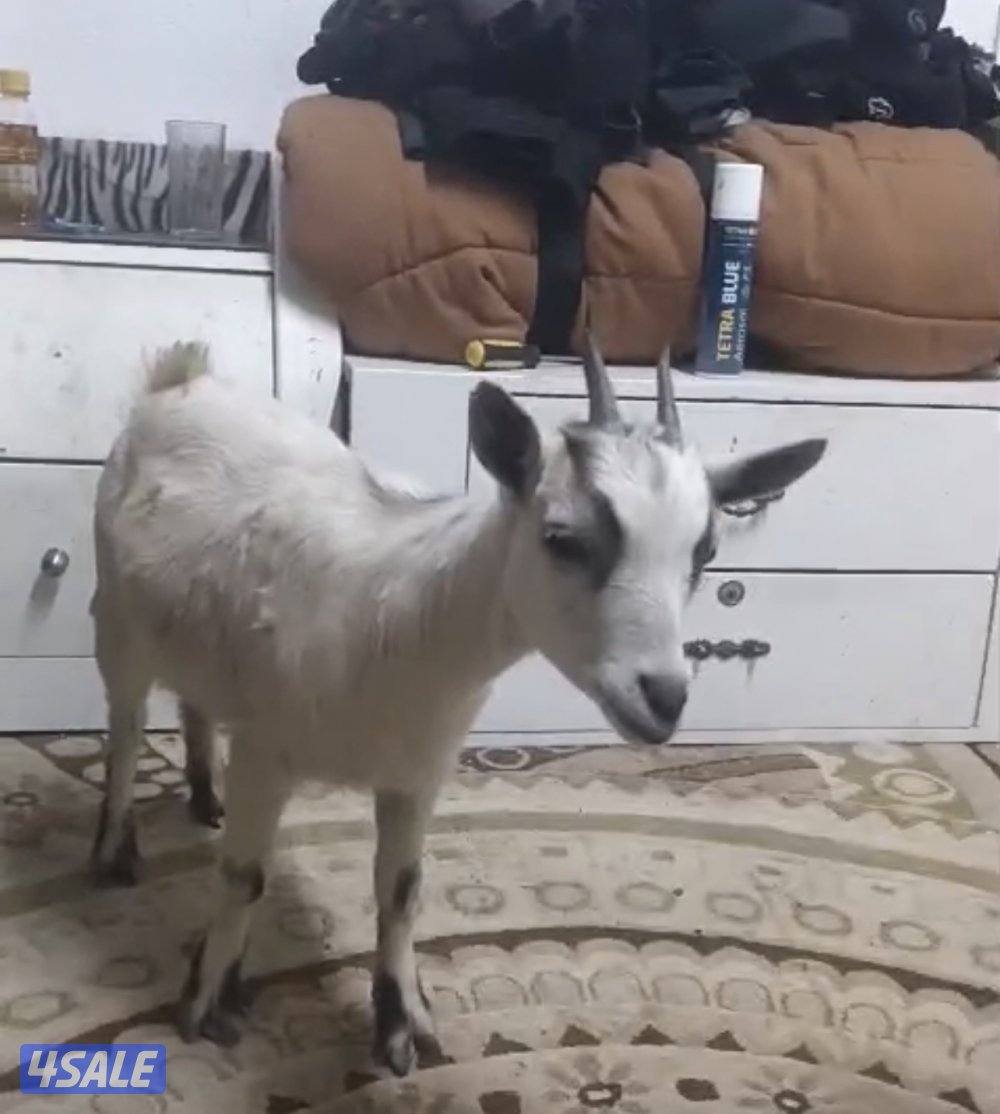 للبيع ثلاث جفار جيكيات قزام لعبوب و ياكلون و الصحه ممتازة4