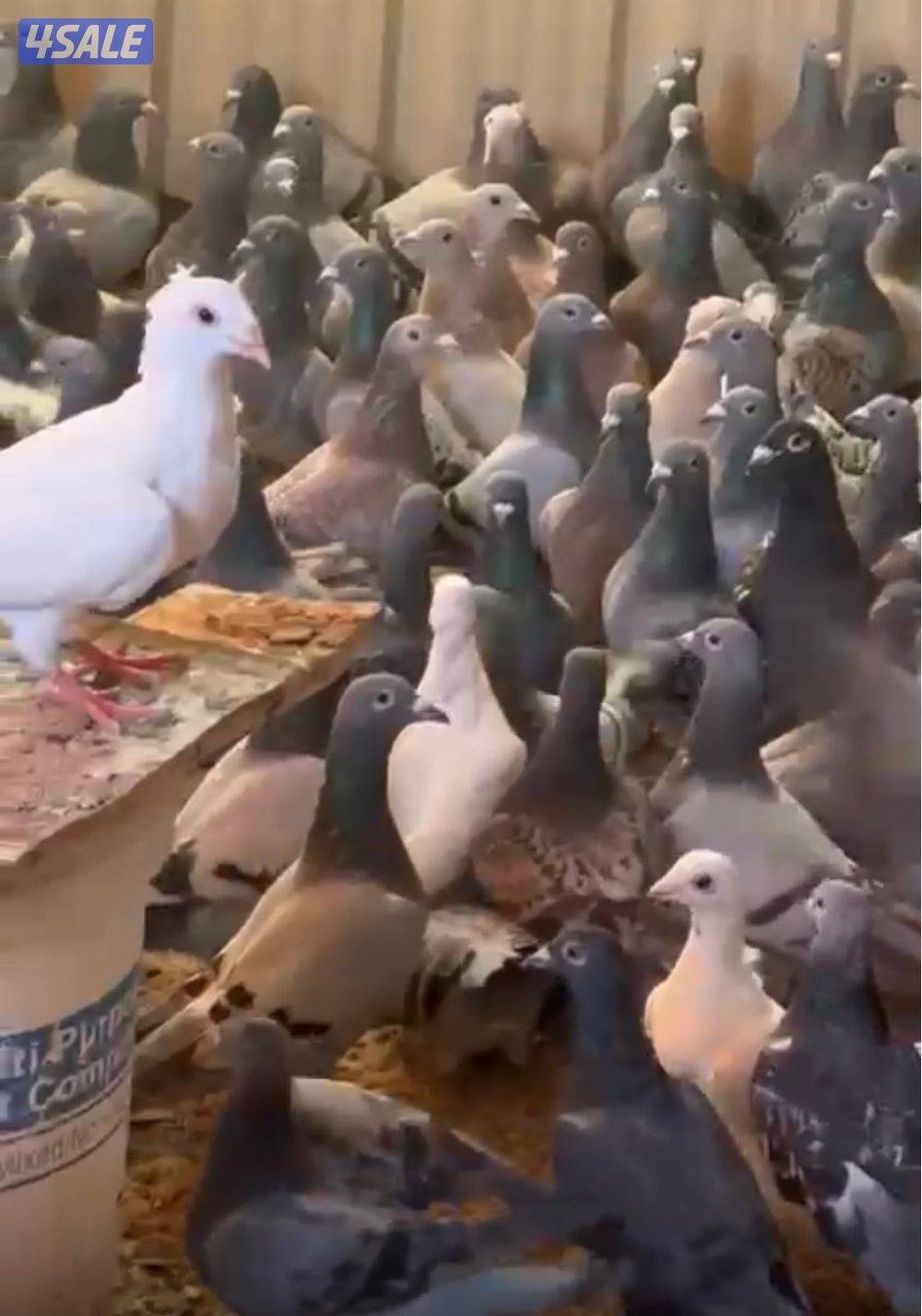 للبيع زاجل شبب اكثر من ٣٠٠ طير0