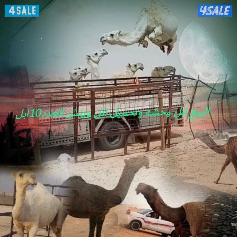 تحميل ابل ونش هیدرولیک العدد 9 ابل جميع مناطق الكويت0