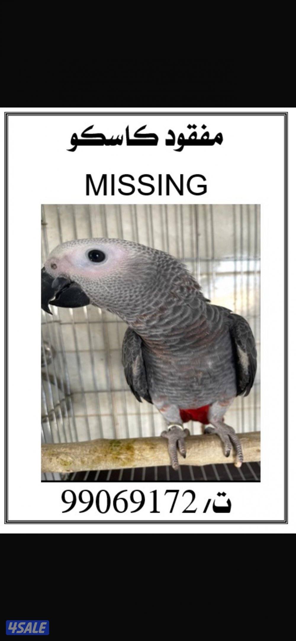 مفقود كاسكو طفره1