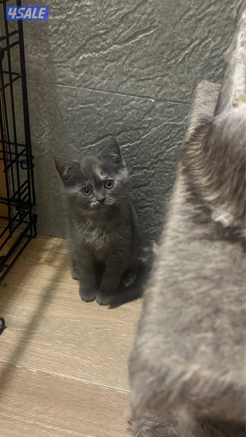 كيتن سكوتش0