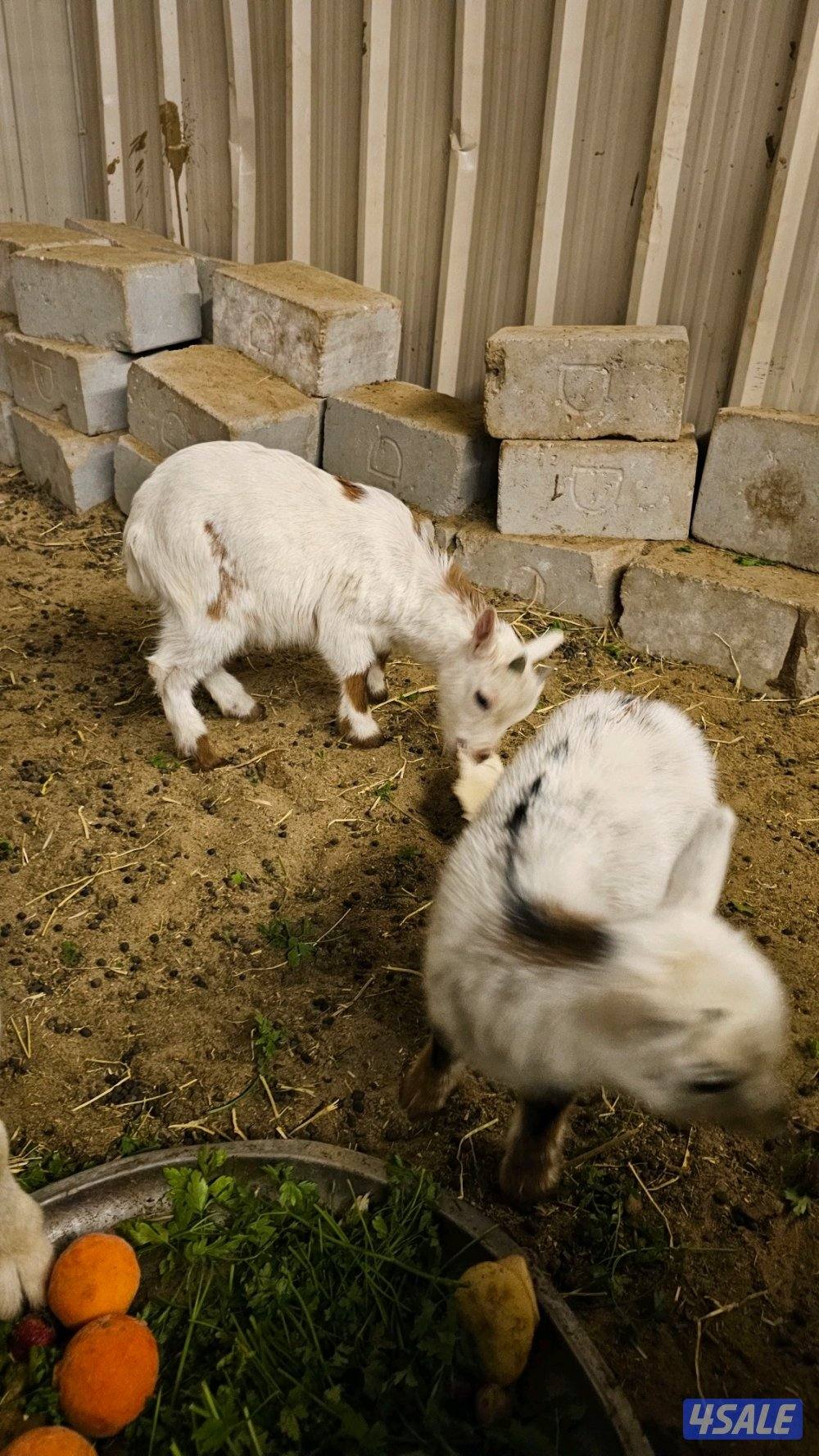 للبسع تيس جيكي العمر شهرين و٧ أيام0