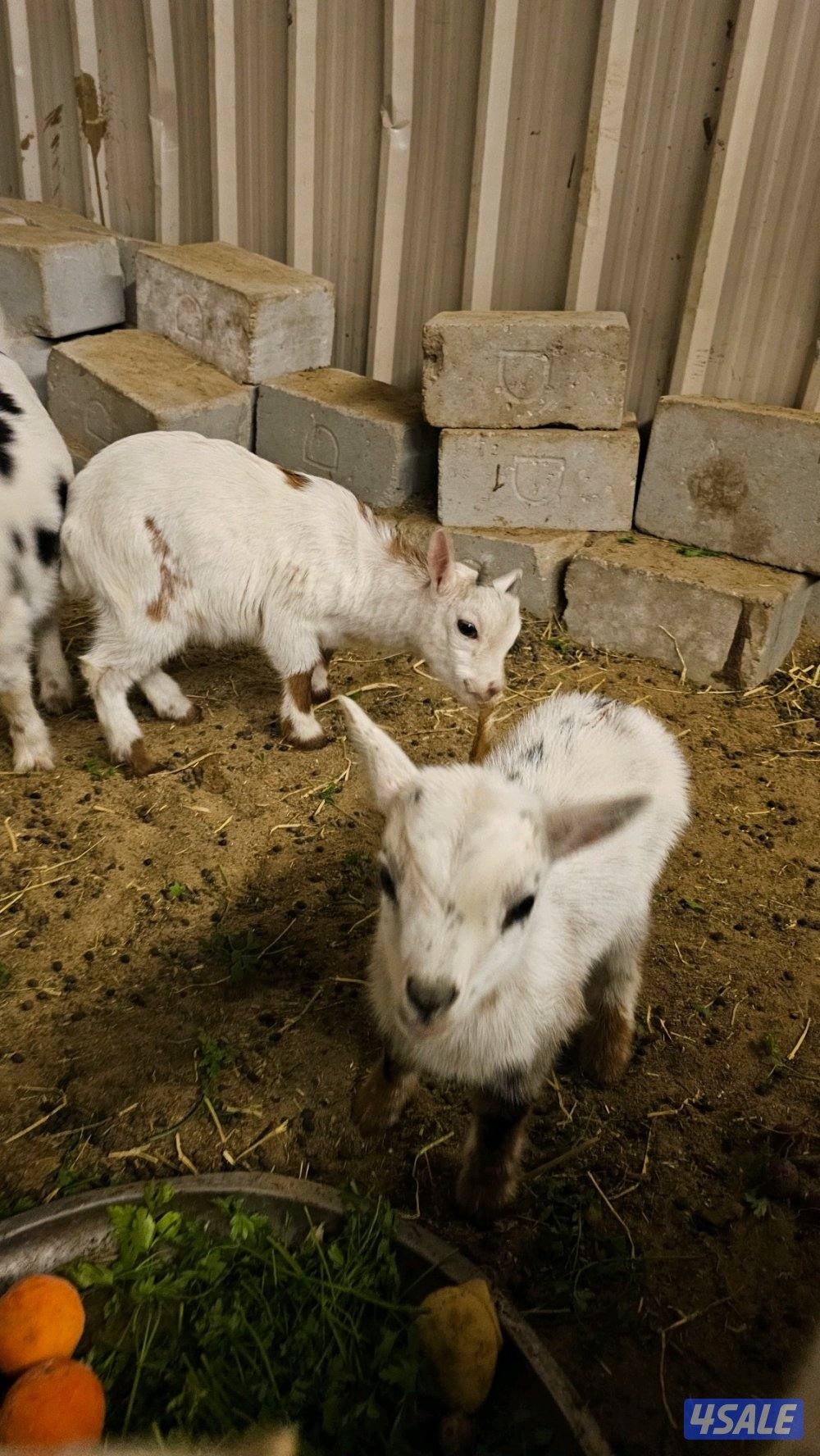 للبسع تيس جيكي العمر شهرين و٧ أيام1