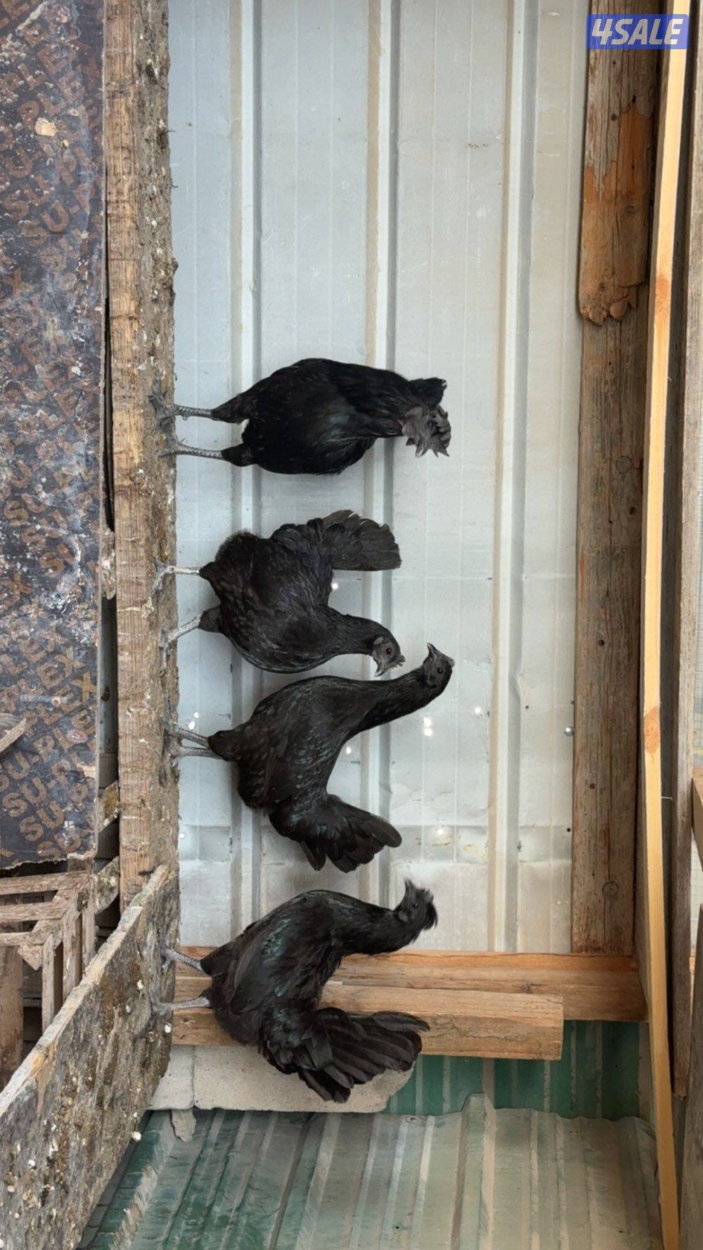 دجاج سيامي0