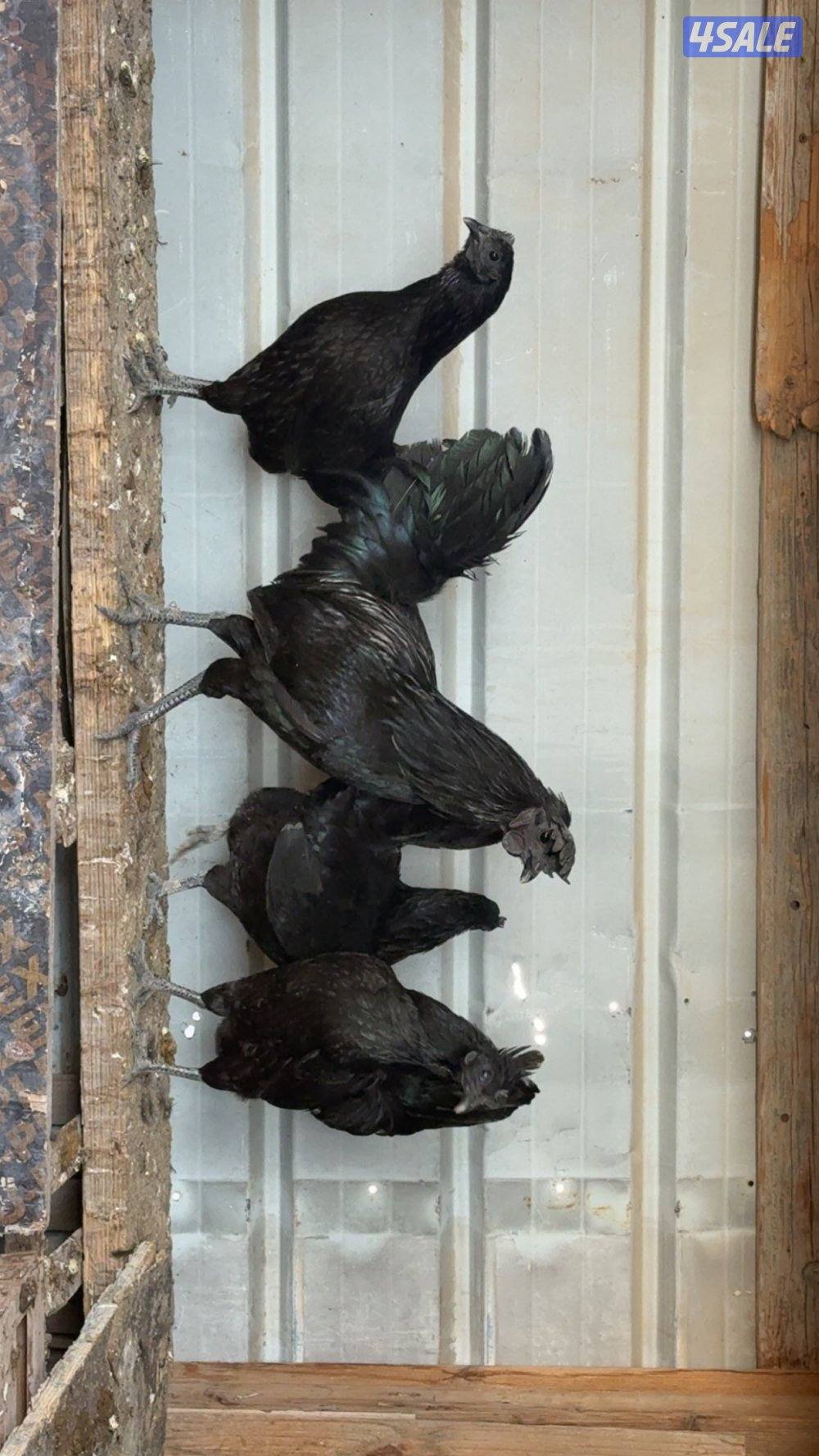 دجاج سيامي1