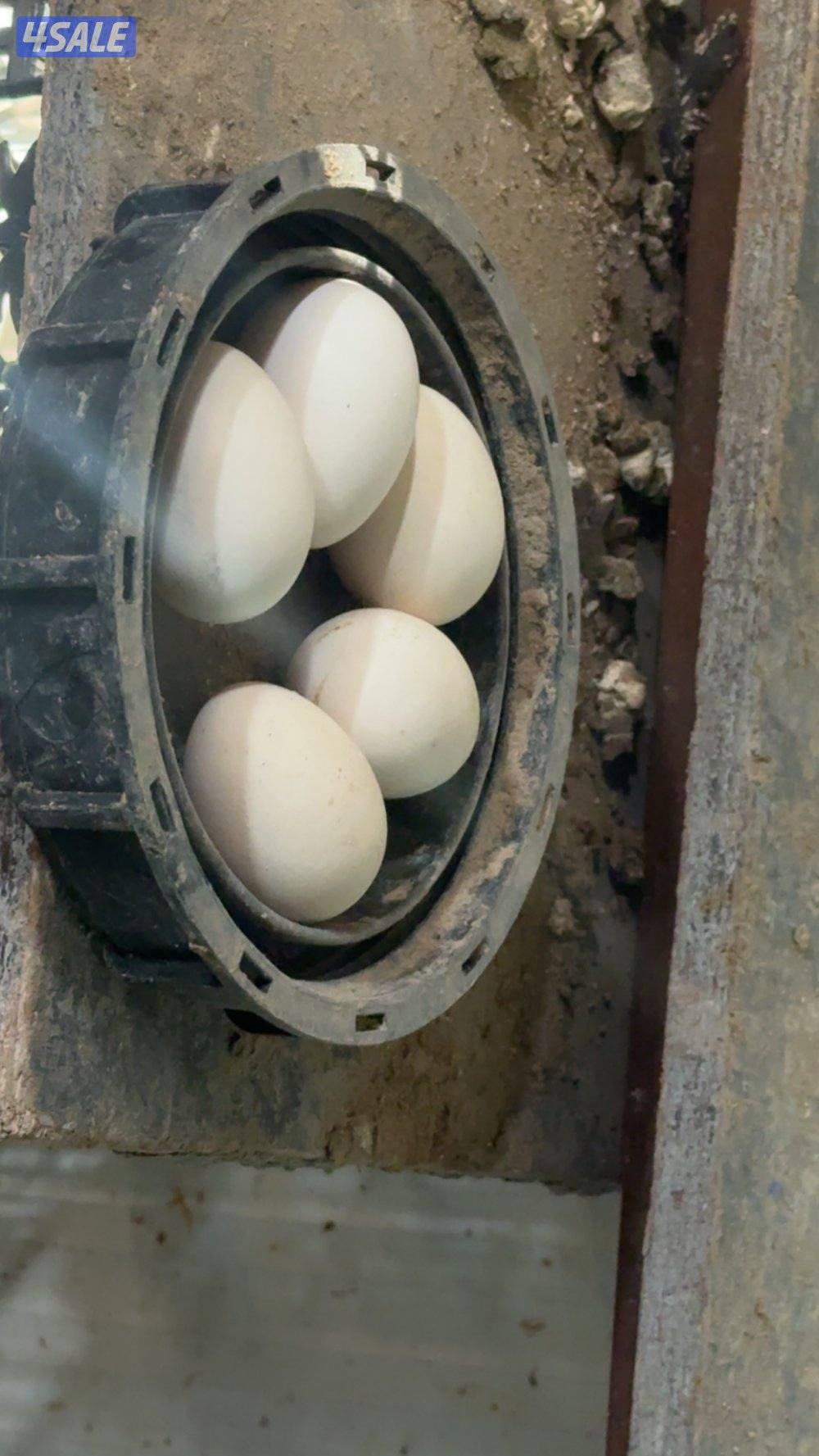 دجاج سيامي2