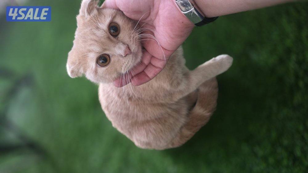 قطة سكوتر فلود0