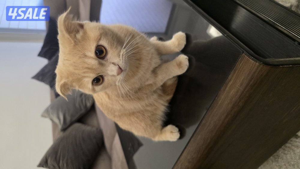 قطة سكوتر فلود1