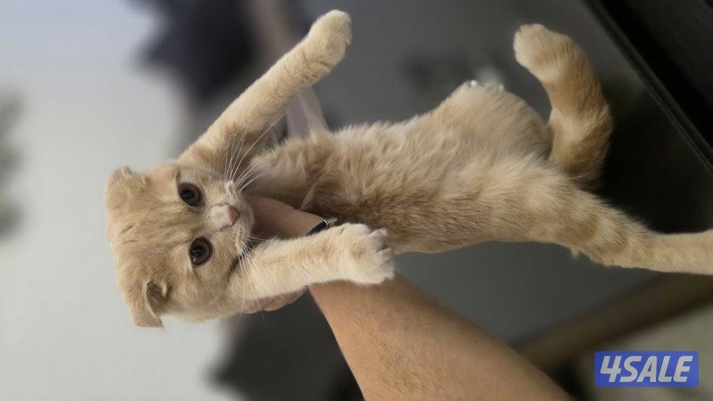 قطة سكوتر فلود2