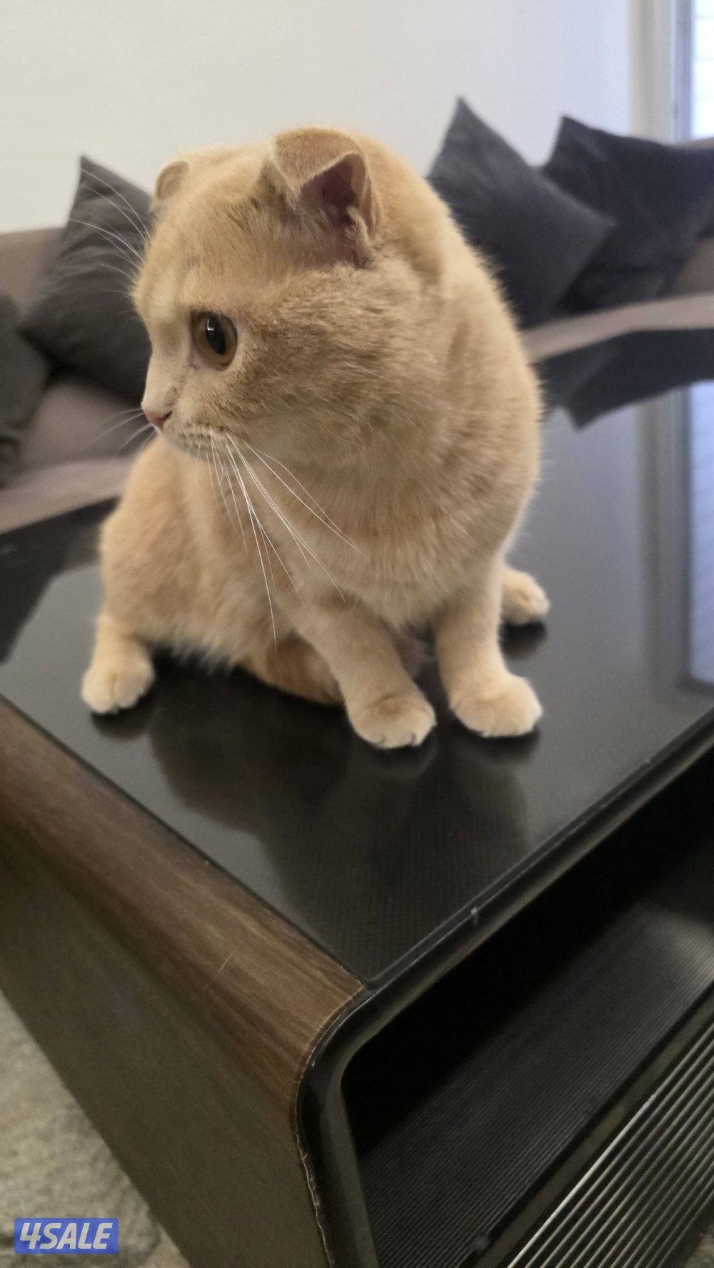 قطة سكوتر فلود3