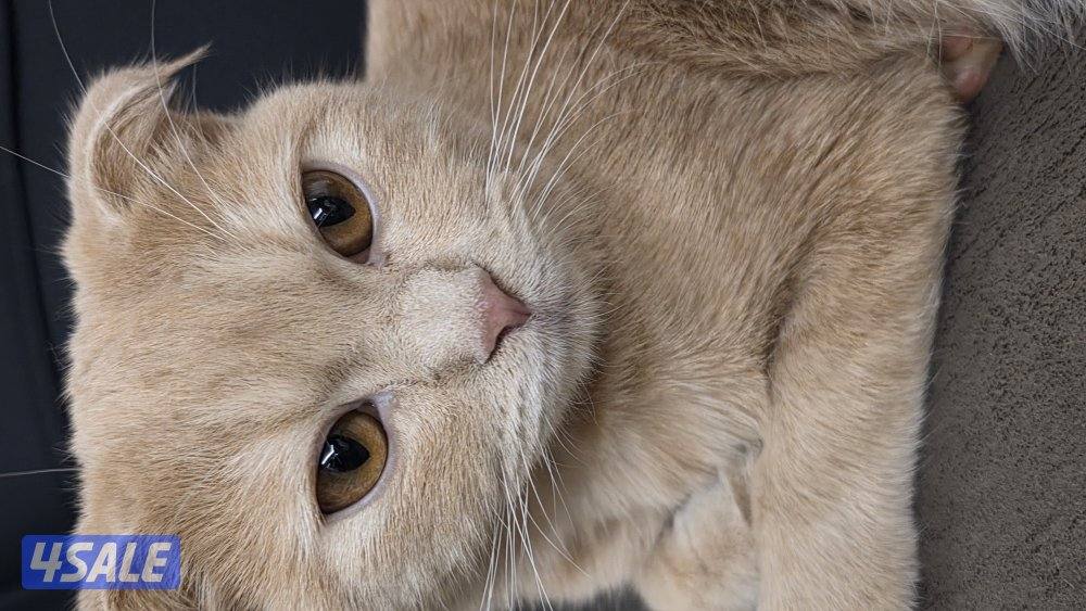 قطة سكوتر فلود4