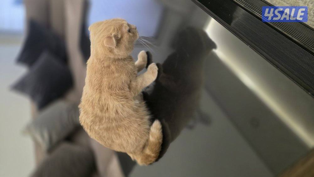 قطة سكوتر فلود5