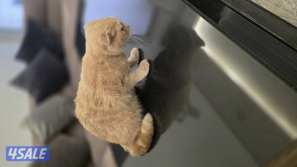 قطة سكوتر فلود6