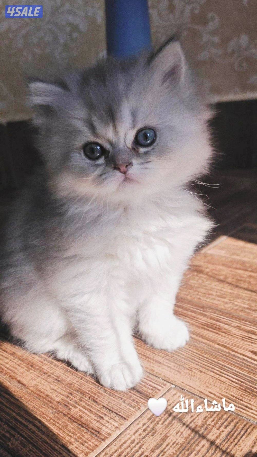 كتن بريتيش لونغ هير جميل ودلوع وجدا اجتماعي1