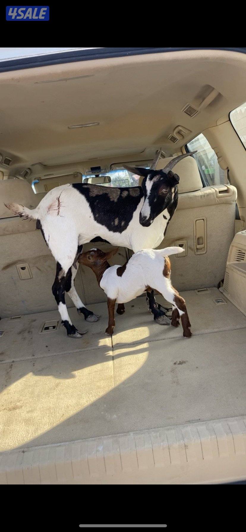 مطفل بربريه0