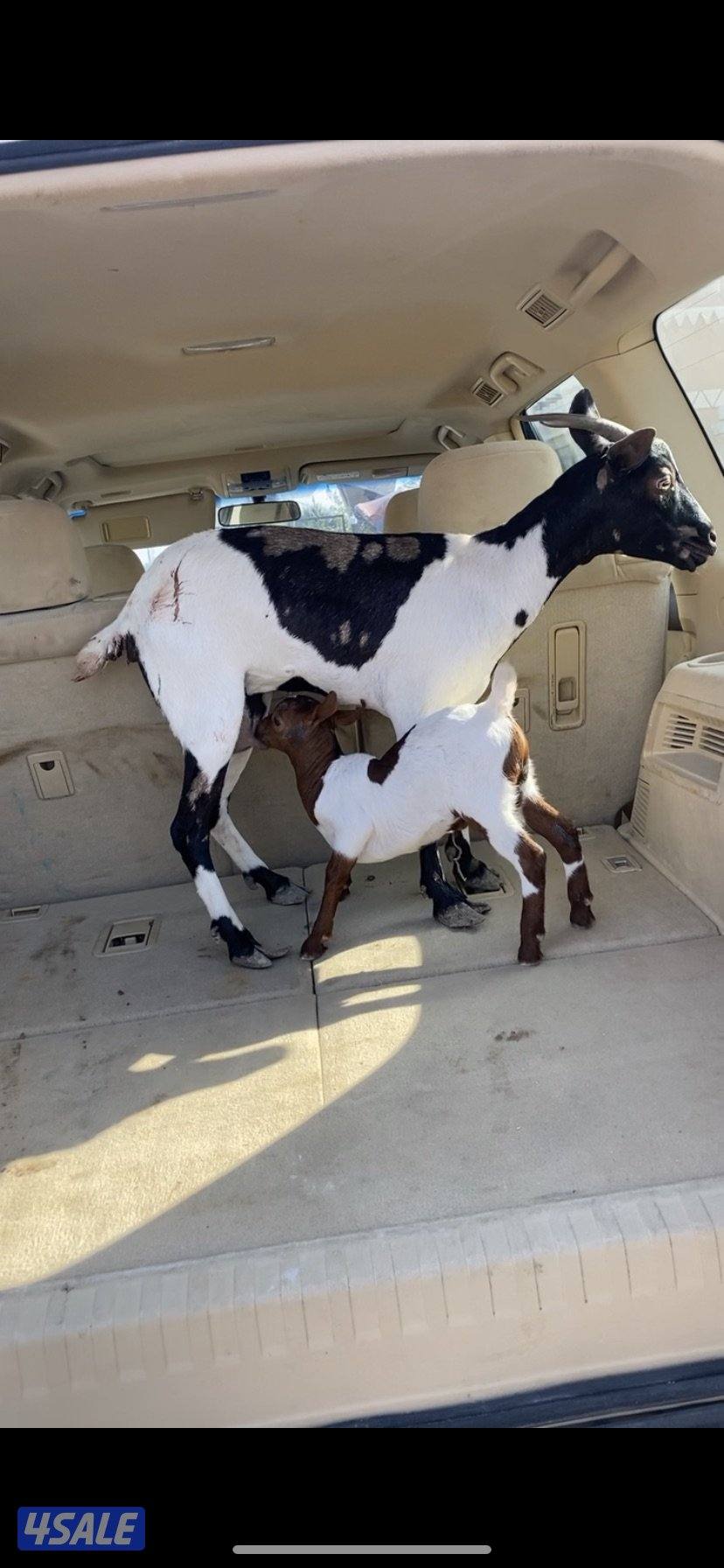 مطفل بربريه1