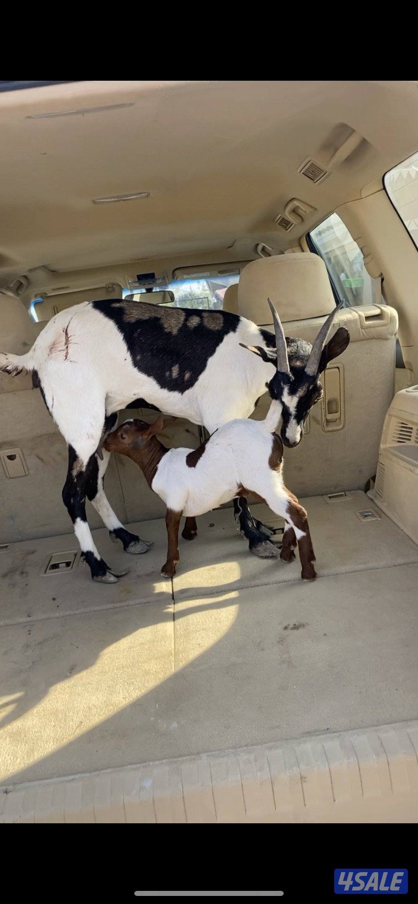 مطفل بربريه2