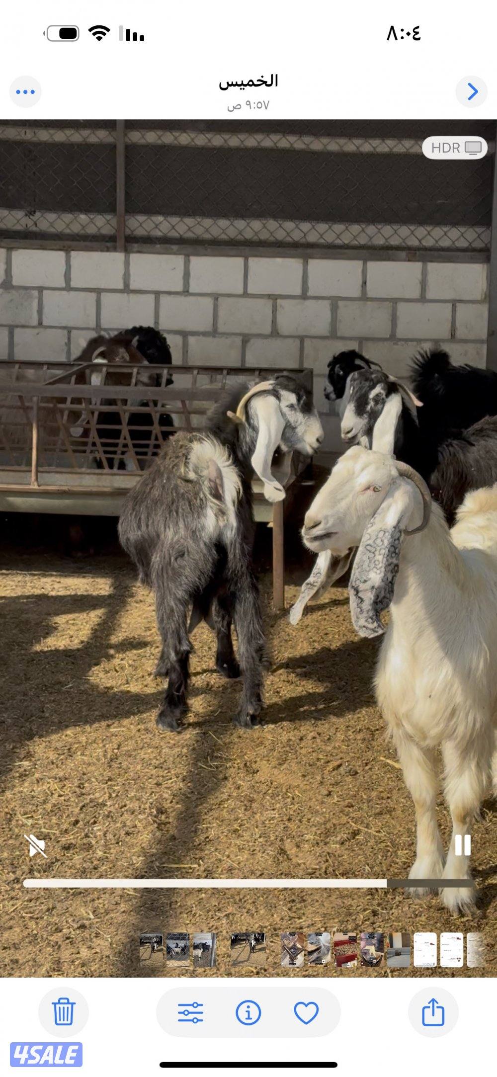 للبيع معزاء عوارض وضرايب في مصافيل ٢ والعدد١٦1