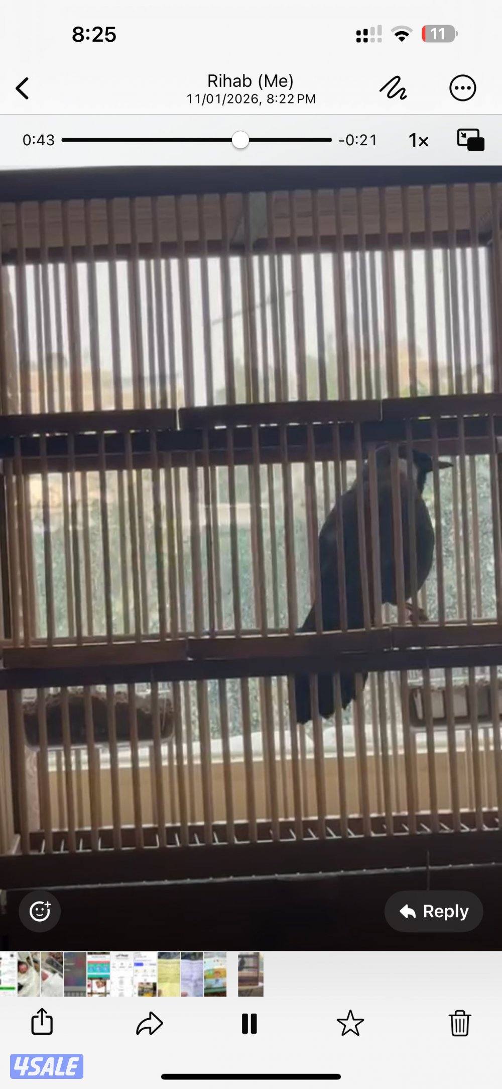 بلبل تايلندي0