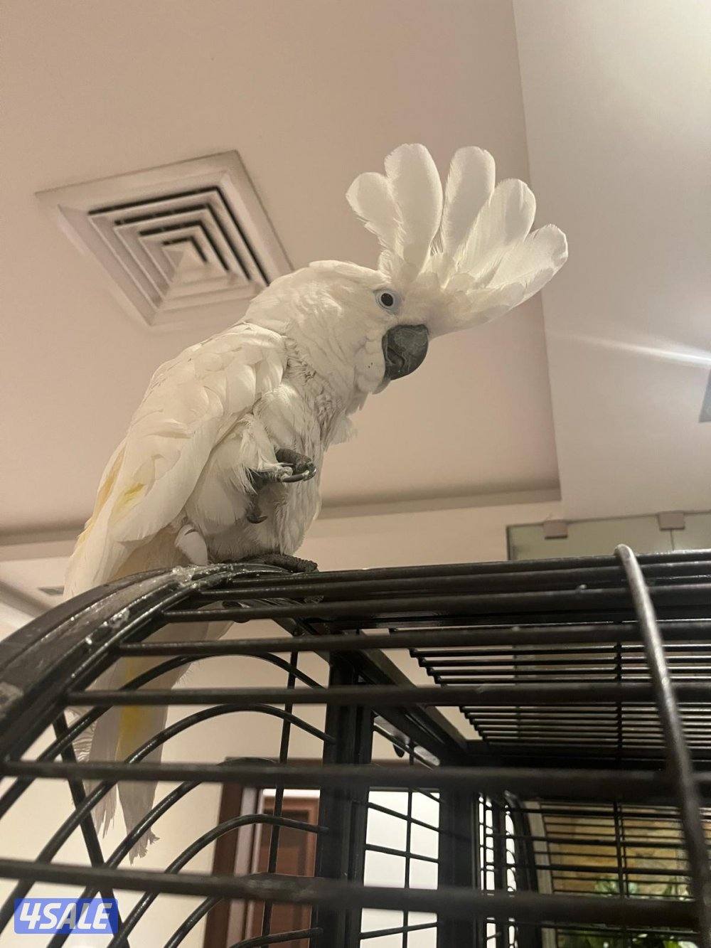 للبيع كوكاتوا امبريلا0