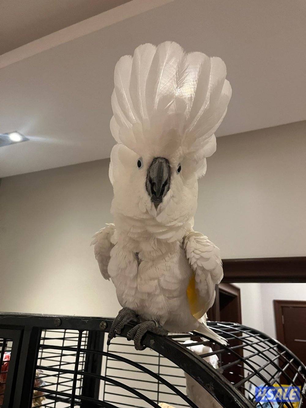 للبيع كوكاتوا امبريلا1