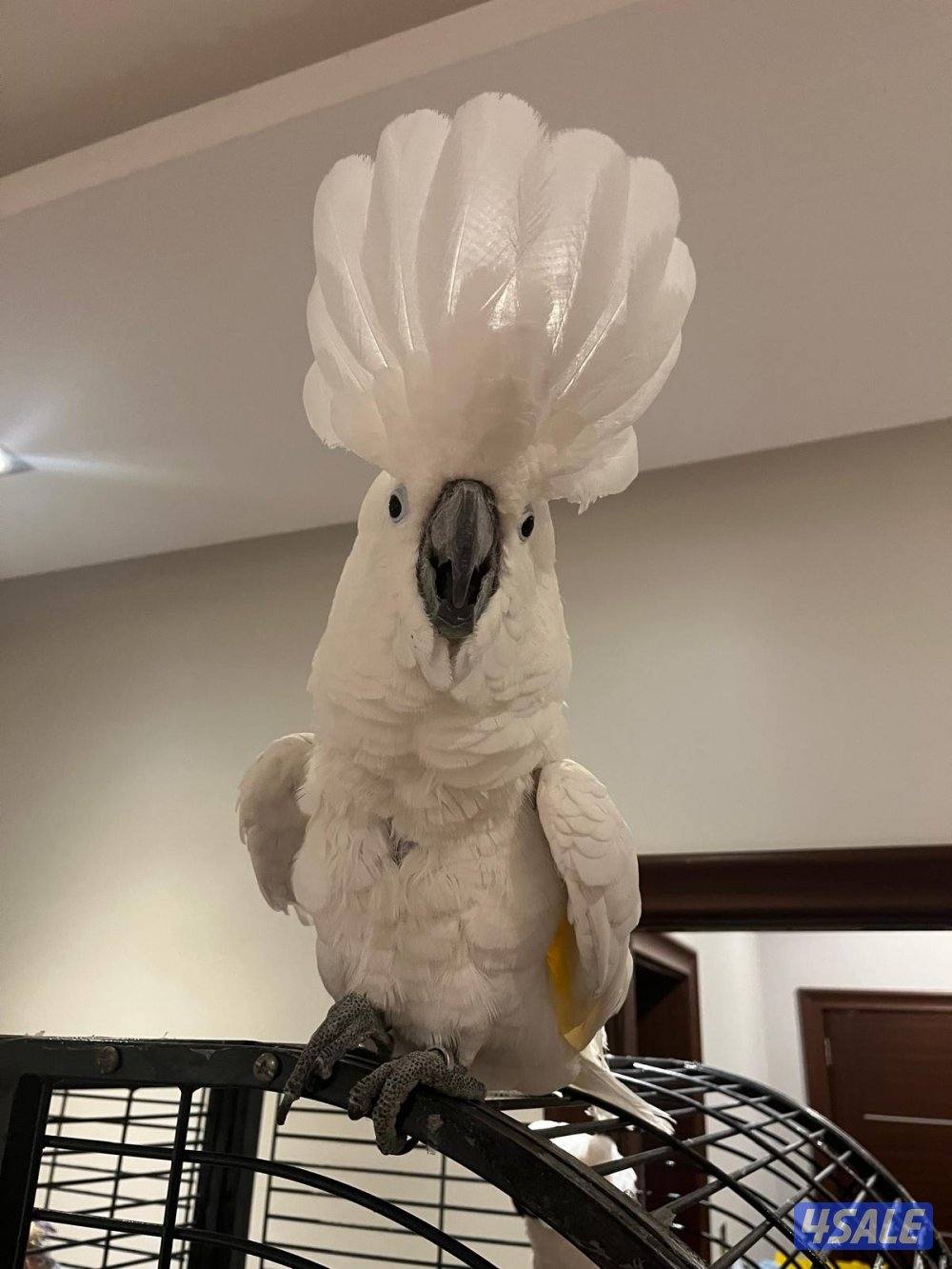 للبيع كوكاتوا امبريلا2