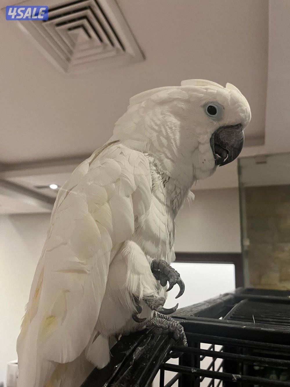 للبيع كوكاتوا امبريلا3