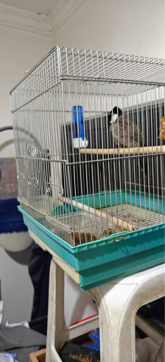 بلبل عراقي قوي0