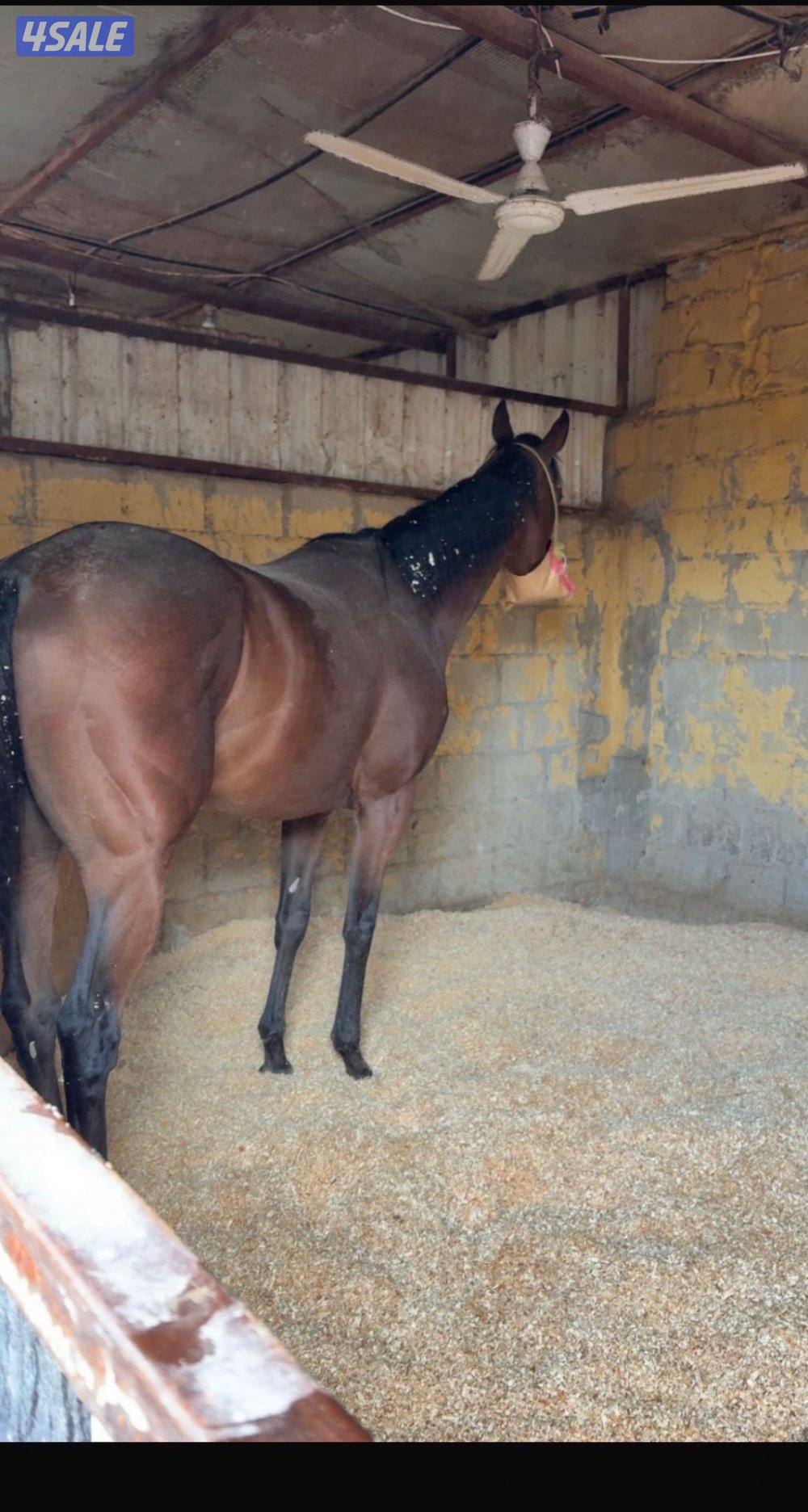 للبيع حصان0