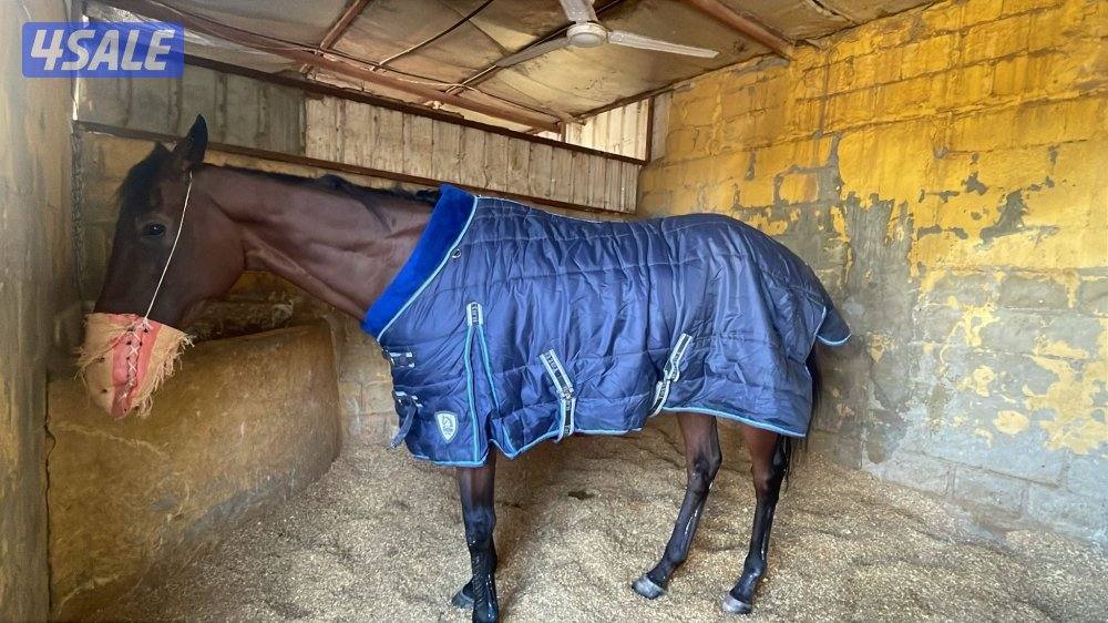 للبيع حصان1