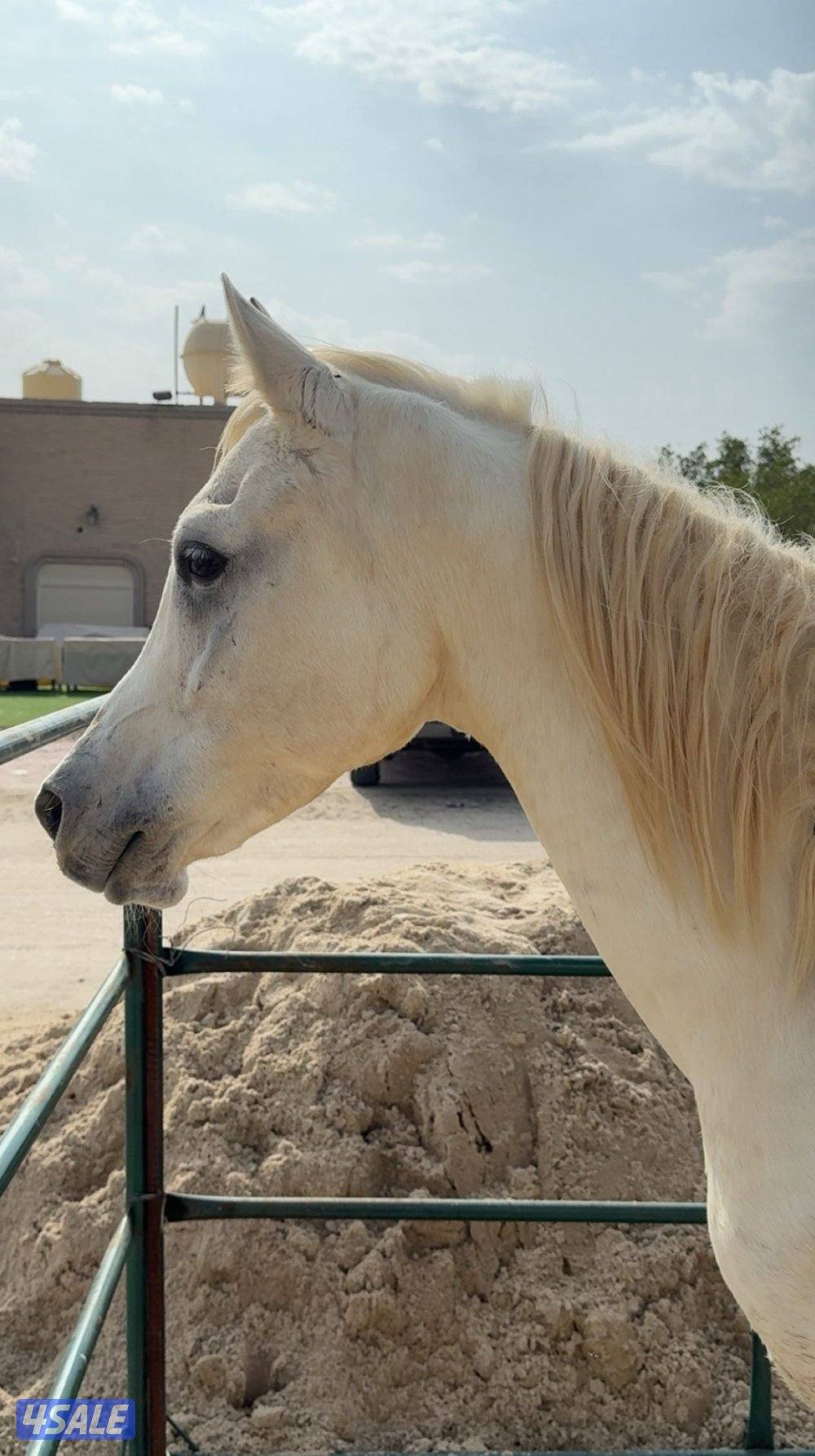 حصان مصري مواليد ٢٠١٦1