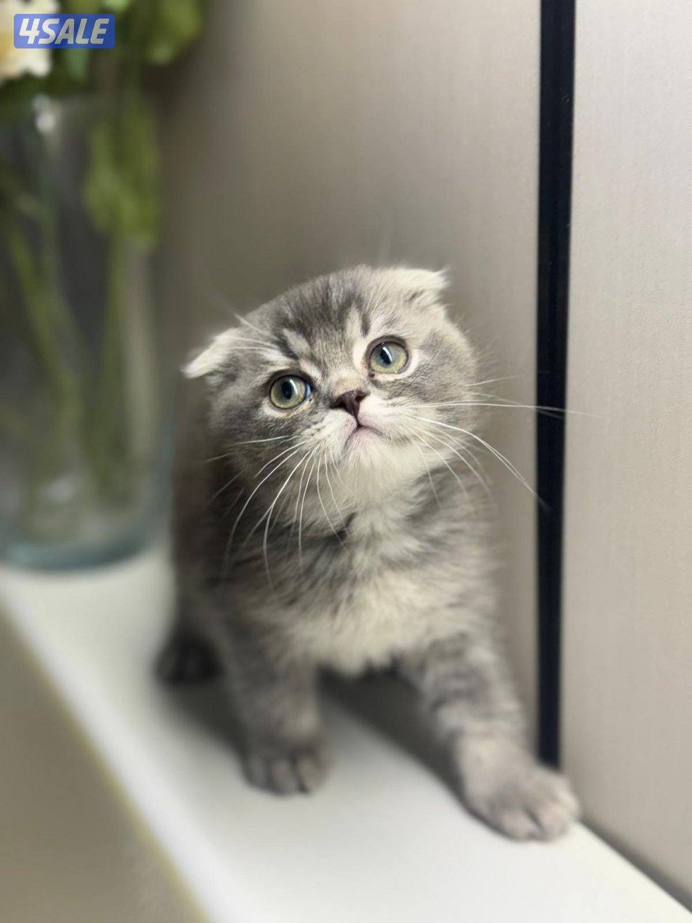 ٤ سكوتش فولد0