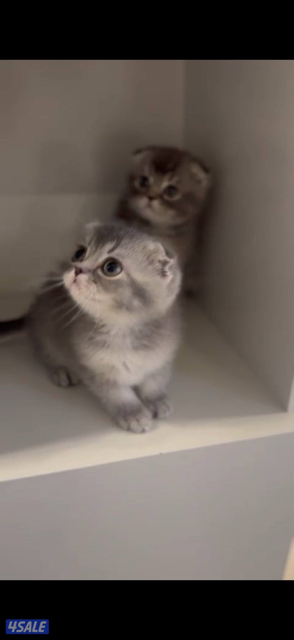 ٤ سكوتش فولد1