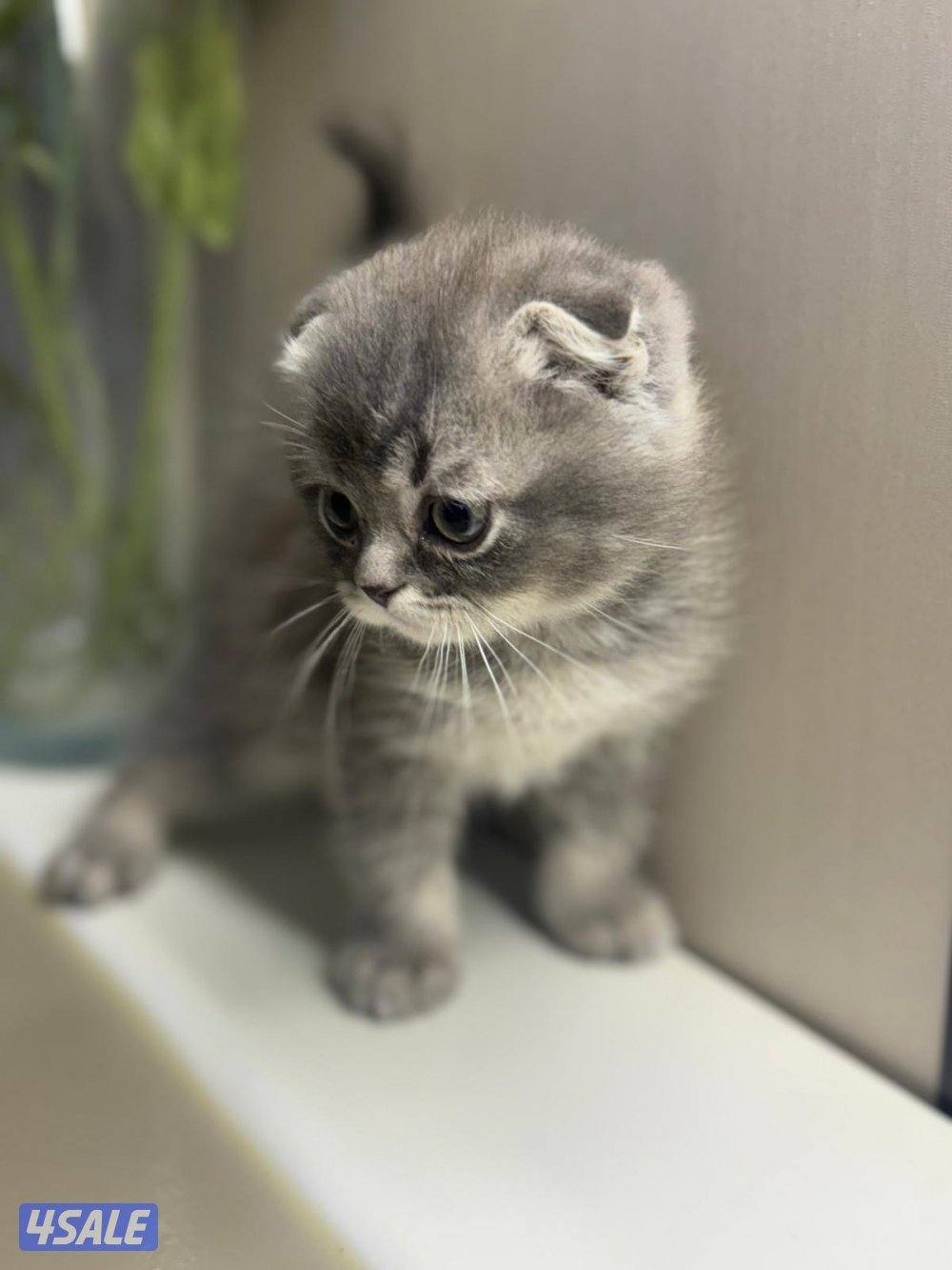 ٤ سكوتش فولد3