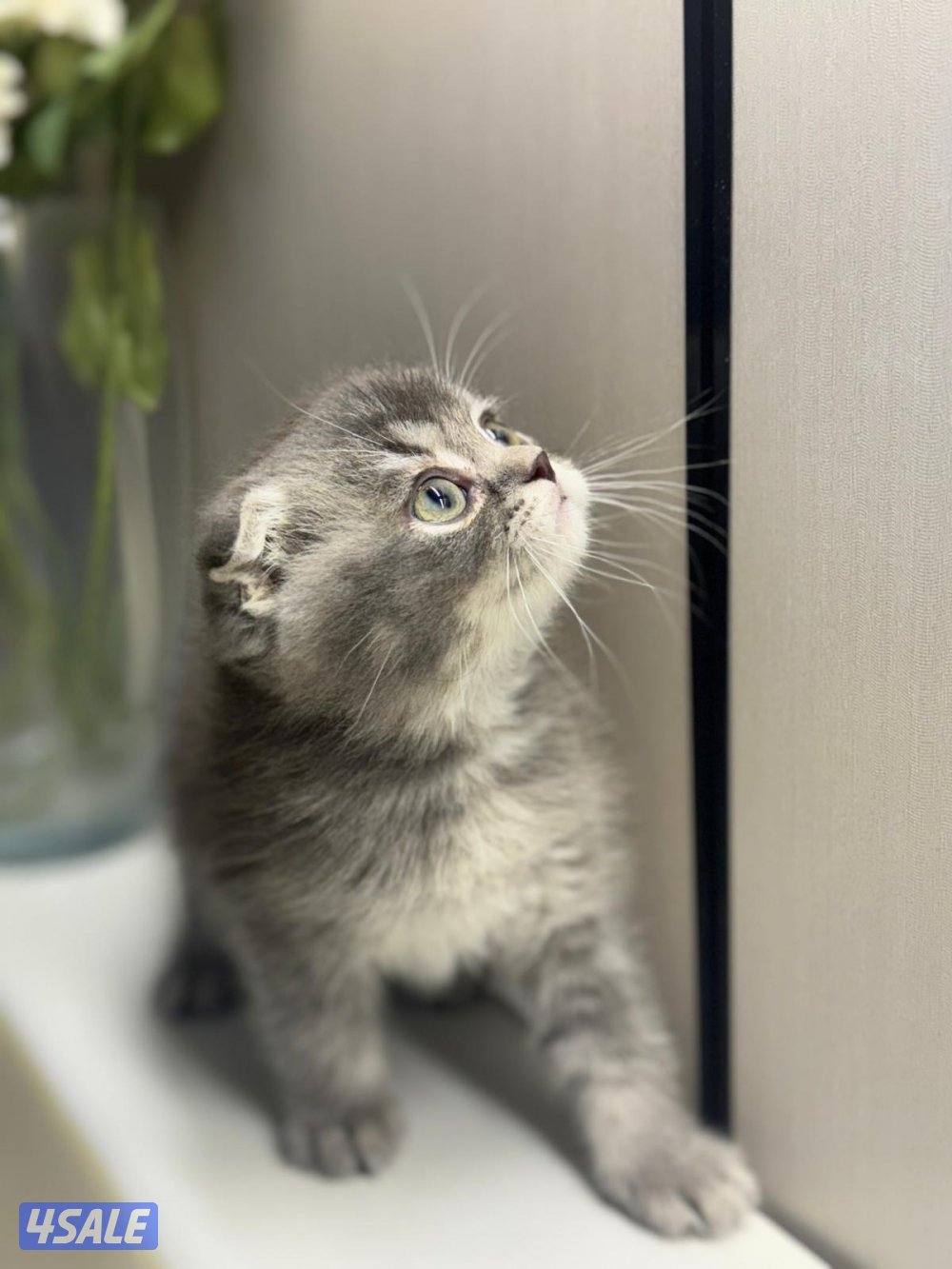 ٤ سكوتش فولد4